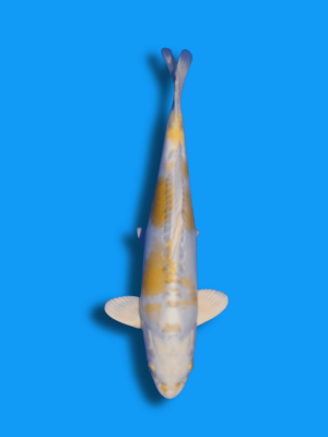 Doitsu Hariwake | Koi&Co.